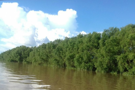 An Giang tăng cường bảo vệ rừng phòng hộ ven biển