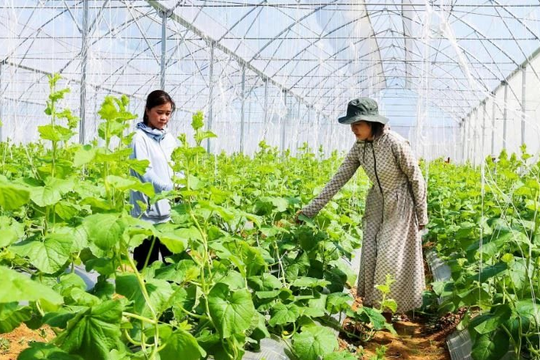 Khánh Hòa xanh hóa nông nghiệp để gia tăng giá trị bền vững