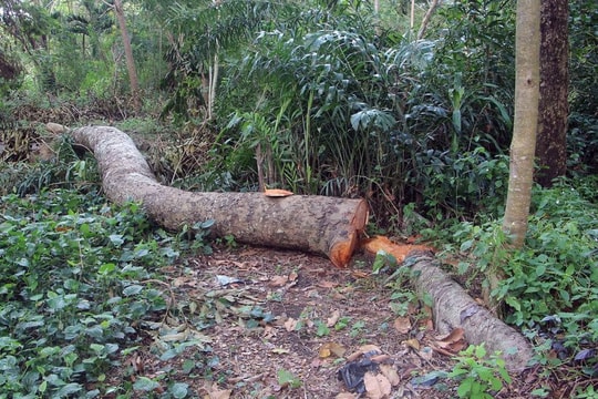 Cần Thơ xác minh vụ hàng loạt cây bị đốn hạ tại Khu văn hóa Hồ Nước Ngọt