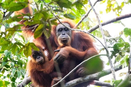 Lũ lụt đẩy loài vượn lớn hiếm nhất thế giới tới bờ vực tuyệt chủng