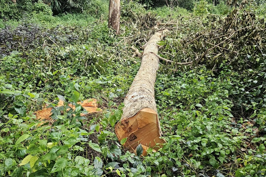 42 cây xanh tại khu văn hóa hồ Nước Ngọt ở Sóc Trăng bị đốn hạ chưa rõ nguyên nhân