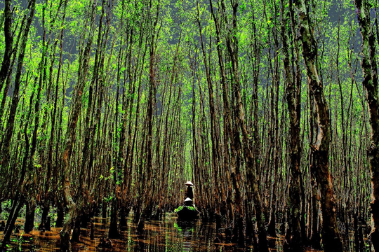 Sẽ có tiêu chuẩn quốc gia về phương pháp điều tra trữ lượng rừng ngập mặn
