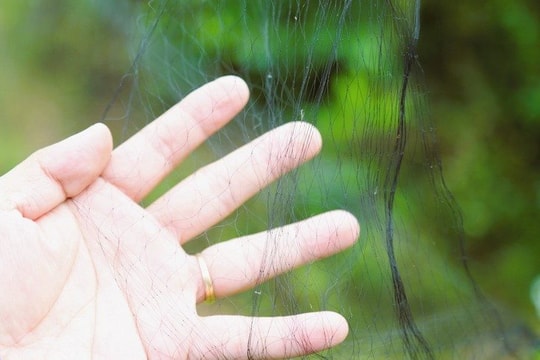 Tây Ninh xử lý nhóm người giăng lưới bẫy hơn 1.500 chim én trong đêm