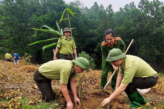 Lào Cai nâng cao hiệu quả quản lý, bảo vệ rừng, hướng tới thị trường tín chỉ các-bon