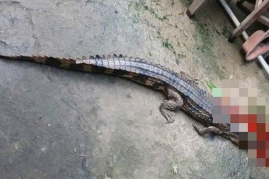 Tây Ninh: Nuôi nhốt cá sấu quý hiếm, một người dân bị phạt 315 triệu đồng