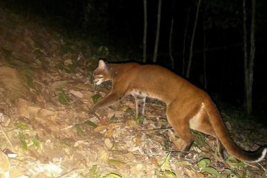 Lần đầu tiên ghi nhận hình ảnh beo lửa ngoài tự nhiên
