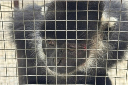 Quảng Trị: Cứu hộ cá thể voọc gáy trắng quý hiếm vào khu dân cư