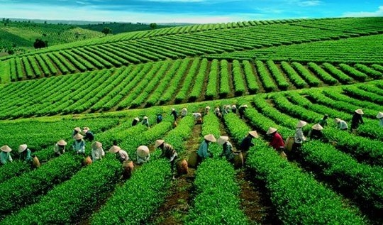 Hơn 400 container chè Việt ùn ứ tại Pakistan: Nguy cơ đứt gãy chuỗi xuất khẩu và sinh kế người trồng chè