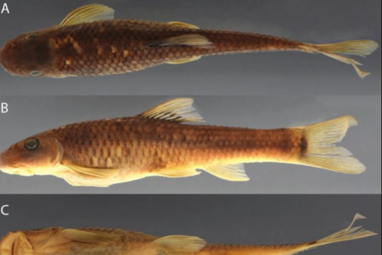 Cá và ong Việt Nam nằm trong danh sách 70 loài sinh vật mới của năm 2025