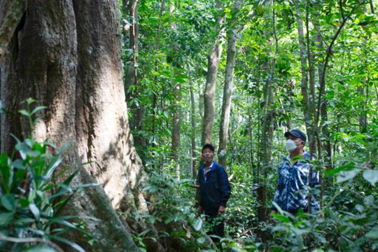 Quảng Ngãi: Tỷ lệ che phủ rừng đạt gần 60%