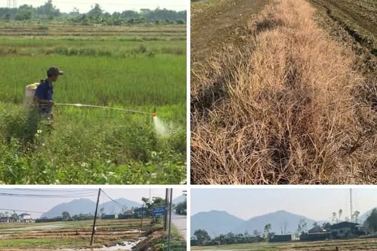 Lạm dụng thuốc diệt cỏ: Mối nguy âm thầm với môi trường và sức khỏe cộng đồng