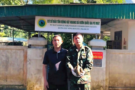 Người phụ nữ H’Mông phát hiện tê tê khi đi làm rẫy, tự nguyện giao nộp để cứu hộ