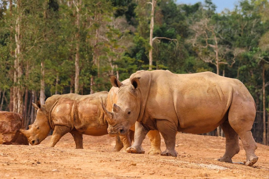 10 năm Vinpearl Safari Phú Quốc: Dấu ấn tiên phong của safari bán hoang dã đầu tiên tại Việt Nam