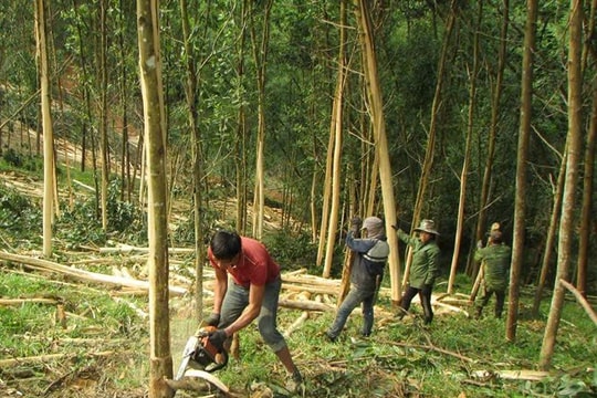 Nghệ An đẩy mạnh rừng trồng chất lượng cao, tạo sinh kế bền vững cho người dân