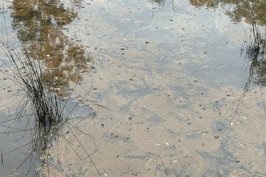 Quảng Ngãi: Tràn dầu DO lan rộng, hàng chục hecta lúa và thủy sản bị đe dọa