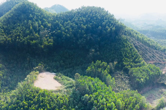 Thái Nguyên: Trên 37.500ha rừng đạt chứng chỉ quản lý bền vững