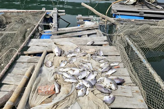Khẩn trương làm rõ nguyên nhân cá chết hàng loạt trên sông Chà Và