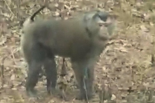 Khỉ hoang dã tấn công người dân làm nương ở Sơn La, một người phải nhập viện