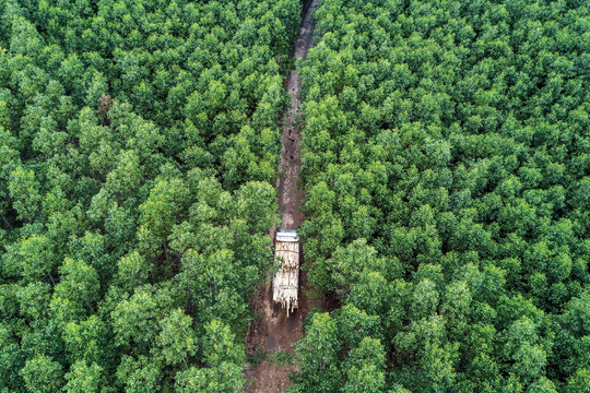 Nông lâm nghiệp dự kiến giảm 129 triệu tấn CO₂ vào năm 2030, rừng giữ vai trò hấp thụ các-bon chủ lực