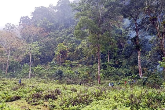 Thái Nguyên: Tăng cường quản lý, bảo vệ rừng đặc dụng và phòng hộ
