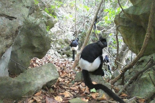 Phát hiện thêm quần thể voọc mông trắng quý hiếm tại Ninh Bình