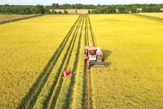 Quảng Trị sản xuất 6.000ha cây trồng giảm phát thải trong vụ đông xuân