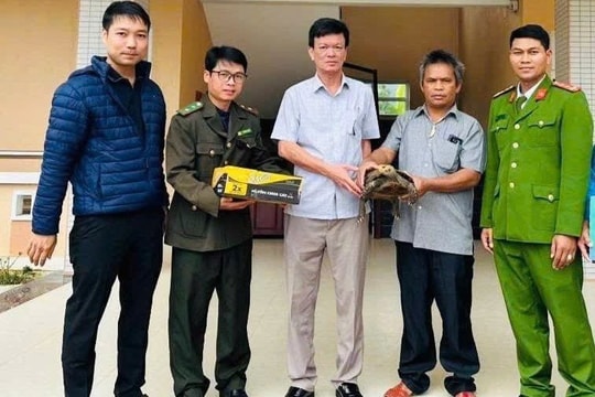 Người dân giao nộp rùa núi viền quý hiếm ở Huế
