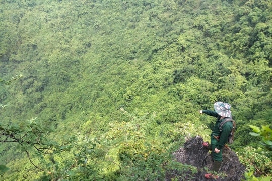 Sơn dương quý hiếm có nguy cơ tuyệt chủng xuất hiện tại rừng núi đá vôi Ninh Bình