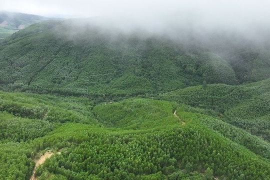 Năm 2025: Cả nước thiệt hại hơn 1.127ha rừng, trồng mới trên 323.000ha