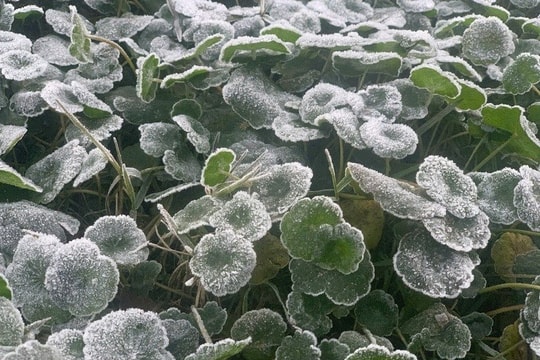 Miền Tây Nghệ An xuất hiện băng giá khi nhiệt độ xuống dưới 0°C