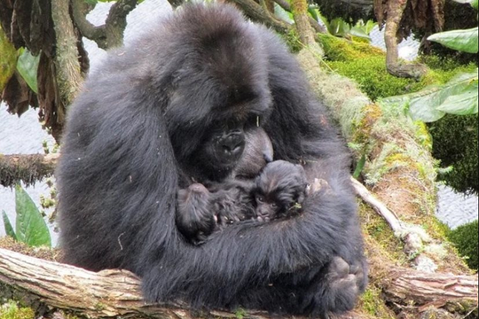 Congo: Công viên Virunga ghi nhận sự ra đời của cặp song sinh khỉ đột núi quý hiếm