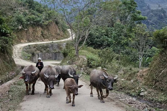 Cao Bằng chủ động ứng phó rét đậm, bảo vệ sản xuất vụ Đông Xuân