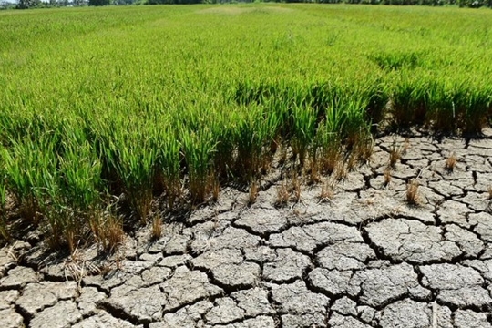 Cần Thơ tăng tốc ứng phó nguy cơ hạn mặn khốc liệt trong mùa khô 2026