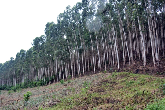 Mã số rừng trồng chính thức được luật hóa