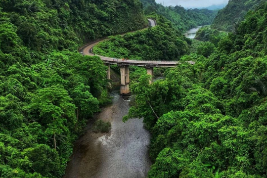 Hà Tĩnh đạt tỷ lệ che phủ rừng 48,9% trong năm 2025