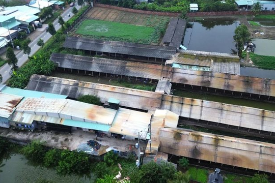 Trang trại gà gây ô nhiễm ở Tây Ninh phải chấm dứt hoạt động trước tháng 4/2026