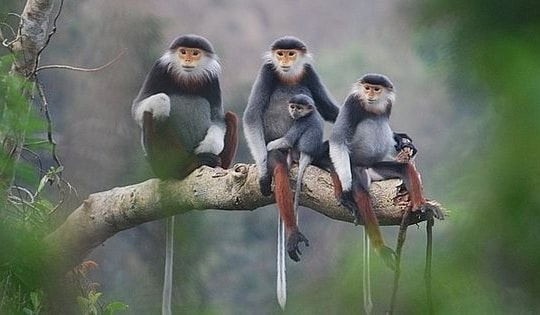 Quy định mới về quản lý, bảo vệ loài nguy cấp, quý, hiếm và thực thi CITES