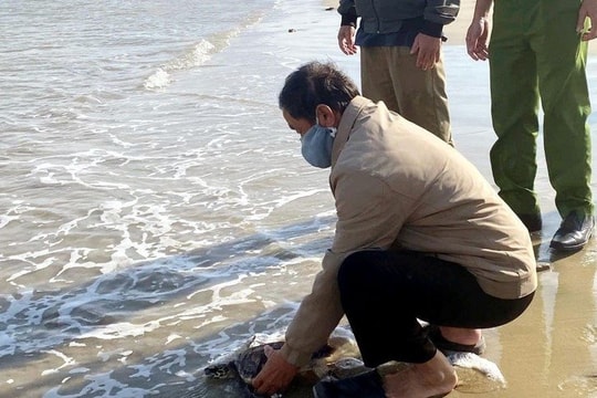 Quảng Ngãi: Thả cá thể rùa biển quý hiếm về lại môi trường tự nhiên