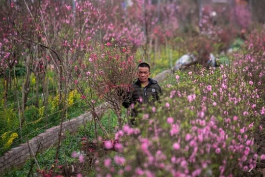 Tết Nguyên đán Bính Ngọ 2026: Miền Bắc có thể rét đậm, rét hại