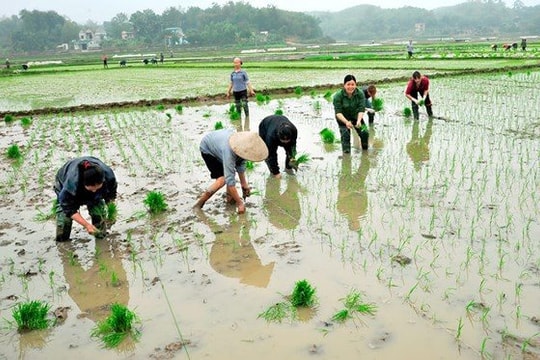 Miền Bắc xả nước đợt 1 phục vụ gieo cấy lúa vụ Đông Xuân 2025-2026