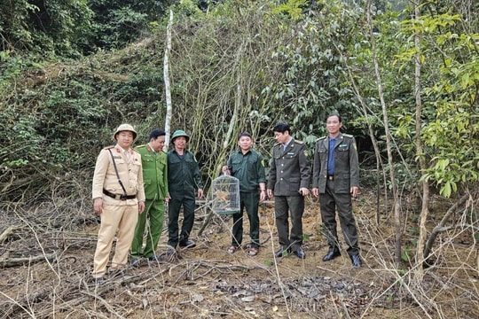 Cu li quý hiếm chui vào bếp nhà dân ở Thanh Hóa