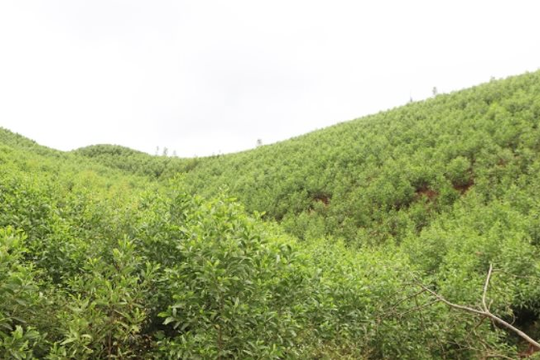 Bắc Ninh áp dụng khung giá rừng mới cho rừng tự nhiên và rừng trồng