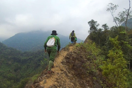 Nghệ An đẩy mạnh bảo tồn nguồn gene bản địa quý hiếm