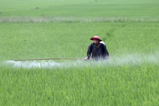 Các tỉnh phía Bắc tập trung chỉ đạo sản xuất vụ đông xuân 2025 - 2026