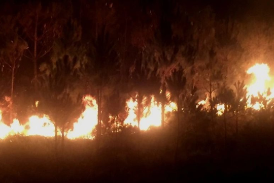 Lâm Đồng: Siết chặt phòng cháy, chữa cháy rừng mùa khô