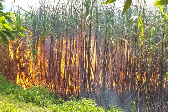 Cháy mía tái diễn giữa cao điểm thu hoạch ở Gia Lai