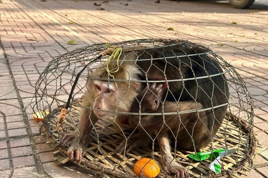 Hai cá thể khỉ quý hiếm bị thương, ốm yếu lạc vào rẫy nhà dân ở Nghệ An