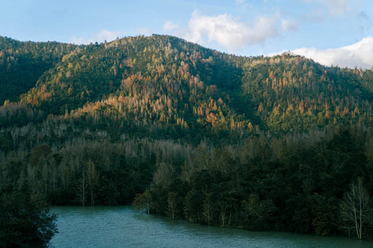 Quảng Trị: Hàng chục nghìn hecta rừng được cấp chứng chỉ quản lý rừng bền vững