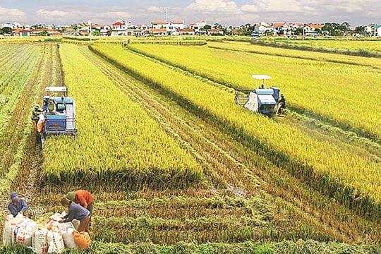 GDP 2025 tăng cao, nông nghiệp vẫn cần “bệ đỡ” chính sách để không bị bỏ lại phía sau