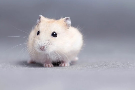 Xem tử vi hôm nay, tử vi 12 con giáp ngày 24/01/2026: Tuổi Ngọ sự nghiệp thăng hoa, Tuổi Tuất tài lộc rực sáng